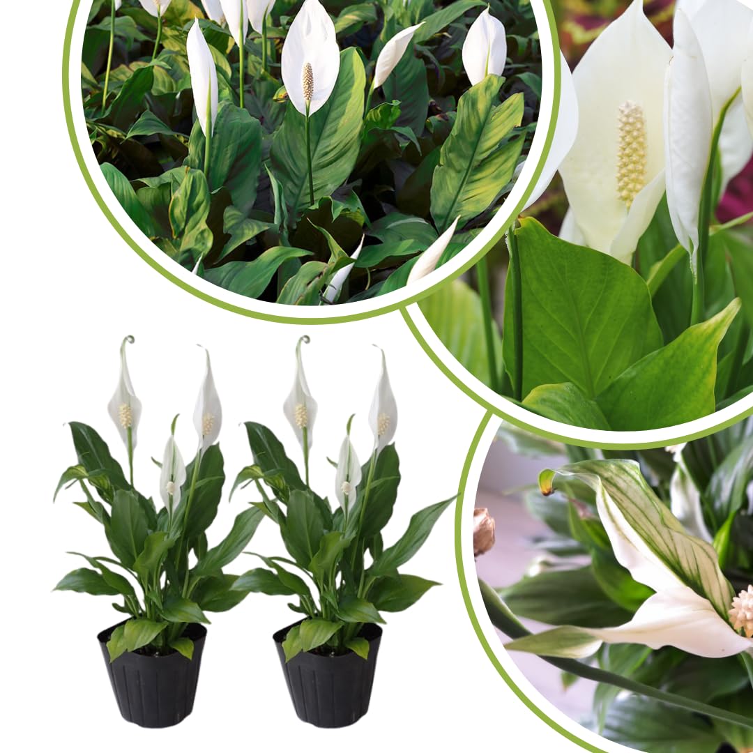 Pack 2 Peace Lily Plants, Peace Lily Houseplant, Well Rooted Indoor House Plant 4-7 Inch Tall, Green Foliage