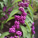 3 Shrubs Beautyberry Bush Live Plant, Purple Beautyberry Plant Tree from 5 to 10 Inches in Tall, No Pot, Well-Rooted, Hardy
