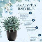 Eucalyptus Plant Live Indoor, Baby Blue Eucalyptus Tree Live Plant, 4 to 7 Inches Tall for Indoor Outdoor Growing