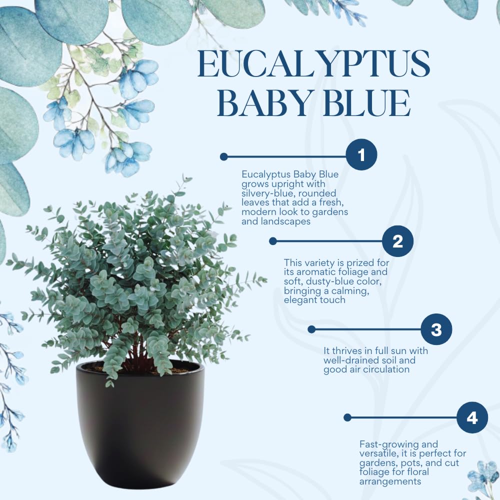 Eucalyptus Plant Live Indoor, Baby Blue Eucalyptus Tree Live Plant, 4 to 7 Inches Tall for Indoor Outdoor Growing