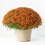Yellow-Orange Chrysanthemum Plants Live Starter, Mums Plants Live for Spring Blooms, Outside Growing, Hardy and Fast-Growing, Size 4-8" in Tall