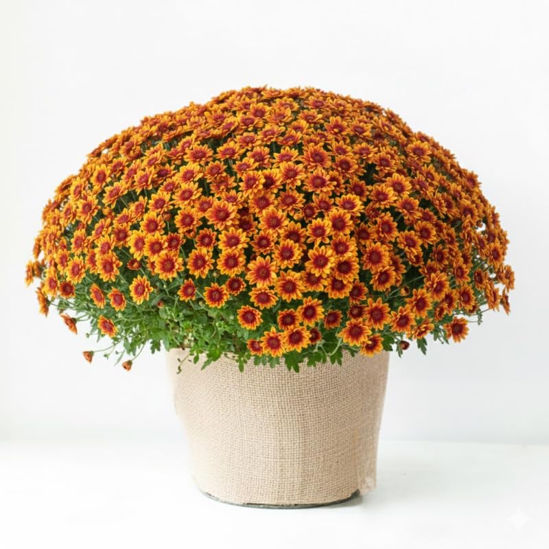 Yellow-Orange Chrysanthemum Plants Live Starter, Mums Plants Live for Spring Blooms, Outside Growing, Hardy and Fast-Growing, Size 4-8" in Tall