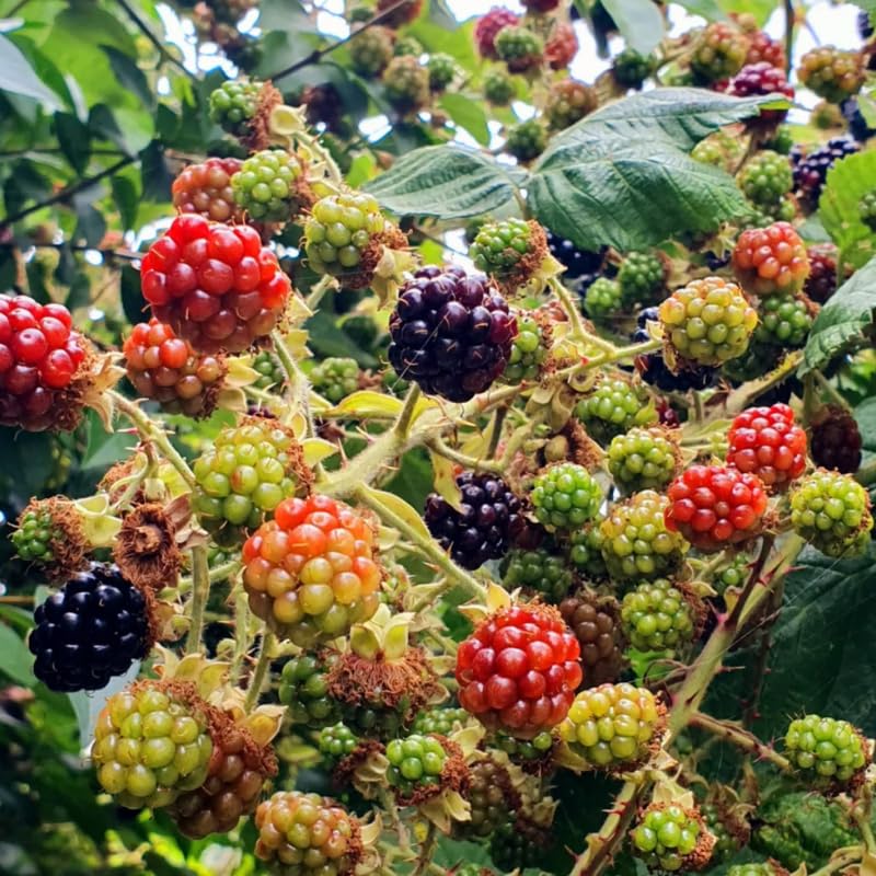Pack 2 BlackBerry Live Plants, Perennial Blackberries Fruit Tree, Sweet-Pie BlackBerry Bushes 4-8 Inches Ready to Grow Outdoors
