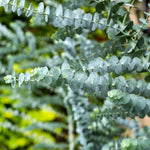 Baby Blue Eucalyptus Plant Live, Eucalyptus Tree Live Plant, 5 to 7 Inc Tall, Fragrant Foliage, Cold Hardy Eucalyptus Plant Live for Indoor Outdoor Growing