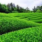 Green Tea Plant Tree Live Plant, 4 to 6 Inches in Height, Tea Plant Live, Camellia Sinensis Live Plant
