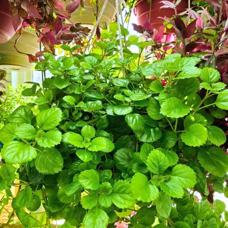 2 Plectranthus Swedish Ivy Plants Live 5-8 Inc Height, Green Swedish Ivy Live Plant, Swedish Ivy Mint Starter Plants