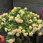 Adenium Desert Rose Plant Live, Desert Rose Live Plant, 4 to 6 Inc Tall (Double Yellow)
