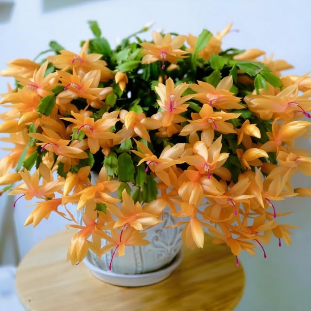 True Thanksgiving Cactus Plant Live in 4" Pot, Ready to Bloom, Holiday Christmas Cactus Plants Live, Vibrant Blooms (Peachy Yellow)