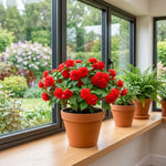 Impatiens Plant Live, Red Double Impatiens Plant, 4-8 Inches Tall, Vibrant Perennial Flowers for Containers, Hanging Baskets and Garden Borders