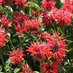 3 Red Bee Balm Live Plants, Hardy Perennial Bee Balm Plants Ready to Grow Home Garden