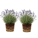 2 Lavender Plants Live Flower, Lavandula Perennial Starter Plants Plugs, 4-8" Tall for Planting Indoor Outdoor (Creek Lavender)