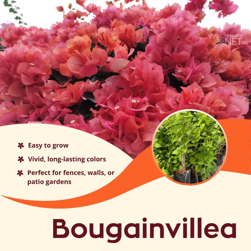 2 Glow Bougainvillea Plants Live, Flowering Bougainvillea Vine for Outdoor Garden or Trellis, 5-9 Inch Tall, Very Hardy