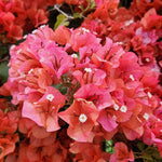 2 Glow Bougainvillea Plants Live, Flowering Bougainvillea Vine for Outdoor Garden or Trellis, 5-9 Inch Tall, Very Hardy