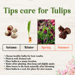 10 Tulip Bulbs for Spring Planting, Tulip Bulbs for Fall Planting, Flower Bulbs, Zones 3-8 (Black Parrot)
