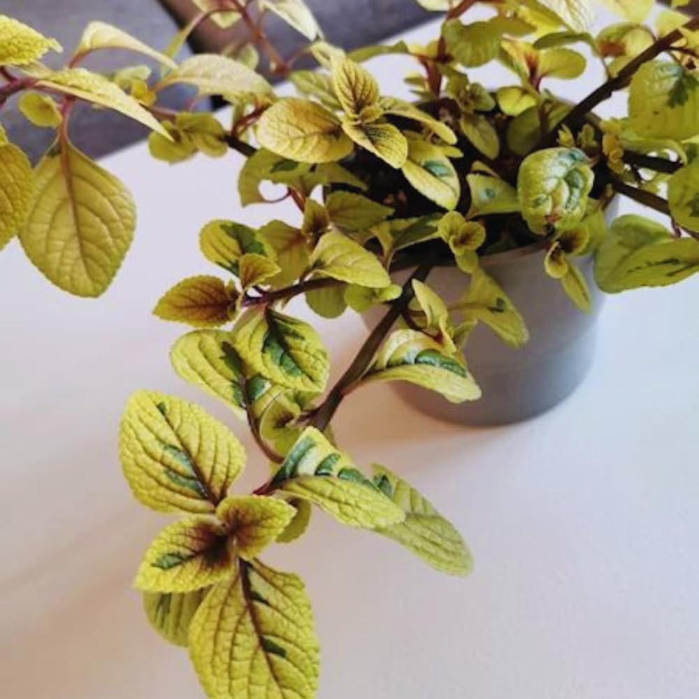 Set 4 of Golden Swedish Ivy Plants, 4 Inc to 6 Inc Tall Seedling, House Plant Live, Live Swedish Ivy Plants, Swedish Ivy Live Plants