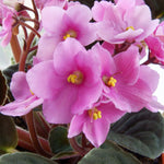 Light Pink African Violet Live Plant, 4 Inch Pot African Violets Live Plant, Live Afican Violets Plants, Flowering African Violets Live Plants Indoor Garden, Perennial Live African Violet Plants