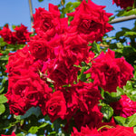 2 Red Rose Bushes Live Starter Plants, Fragrant Red Climbing Rose for Planting Outdoor, No Pot, 1 Year Old Rose Plant, Well-Rooted Rose Plants Live Ready to Plant