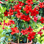 2 Mandevilla Live Plants, Flowering Mandevilla Plants, 5-9” Tall, Mandevilla Trellis Vines for Outdoor Garden and Containers