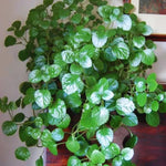 Pack 02 Green Plectranthus Swedish Ivy Plants Live, Live Swedish Ivy Plants, House Plant Live, 3 to 5 Inc Long, Swedish Ivy Live Plant for Garden