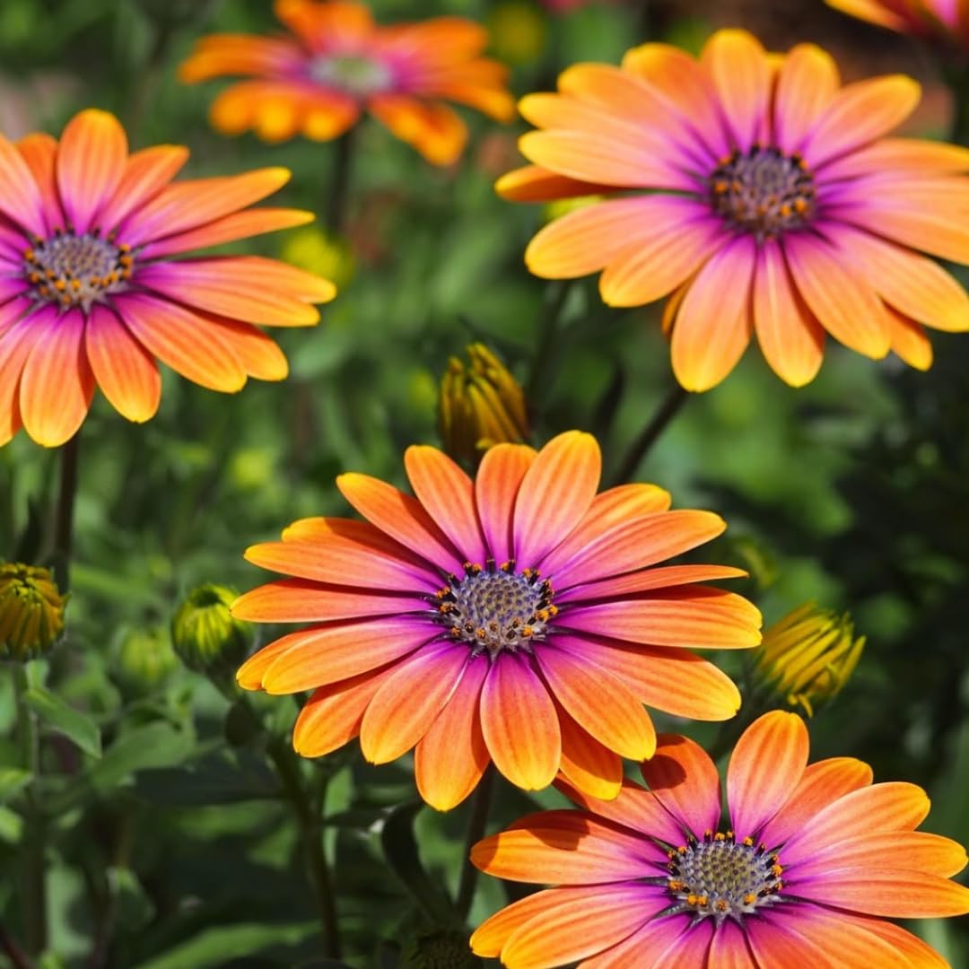2 Osteospermum Plants Live, Orange African Daisy Flower Plants 4 Inc Potted, Annual Flowering Plant Live, 2 Plants per Pot Garden
