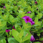2 Purple Mandevilla Bush Plants, 10 to 12 Inc in Height, Mandevilla Vine Plant, Mandevilla Plants Live