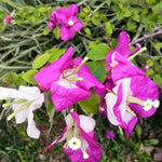 Combo 2 Bougainvillea Plants Live Trees, Outdoor Bougainvillea Plant for Trailing Flowering Vines or Bush Tree, 5-10” Tall, Well-Rooted Bougainvillea (Coconut Ice Color)