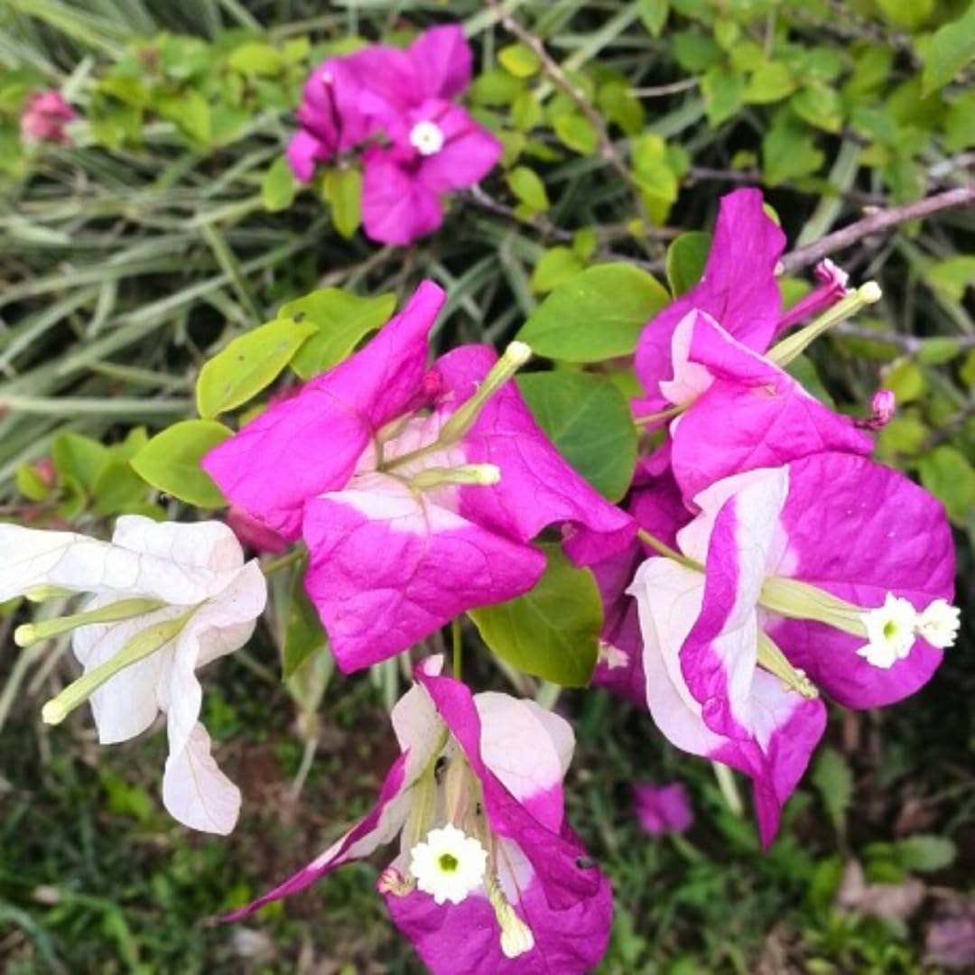 Combo 2 Bougainvillea Plants Live Trees, Outdoor Bougainvillea Plant for Trailing Flowering Vines or Bush Tree, 5-10” Tall, Well-Rooted Bougainvillea (Coconut Ice Color)