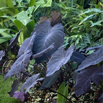 Colocasia Esculenta, Colocasia Live Plant, Elephant Ears Live Plant, Esculenta Taro Live Houseplant, 5-8 Inc Tall, No Pot (Rare Colocasia)