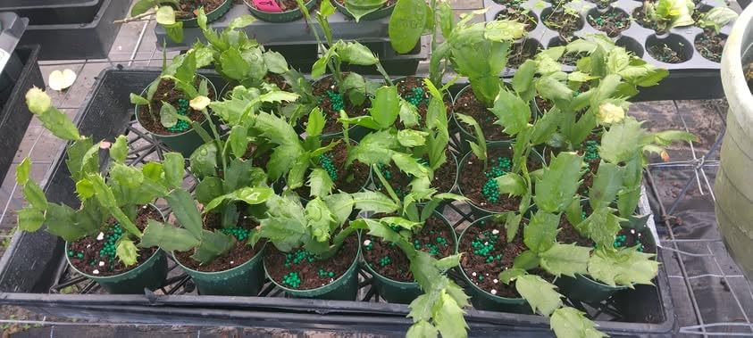 Yellow Christmas Cactus Plants Live, Thanksgiving Cactus Easter Cactus Plants Live, Well-Rooted Cold Hardy, Holiday Cactus for Indoor Outdoor Planting, 4-8 Inc Tall, Starter Tree