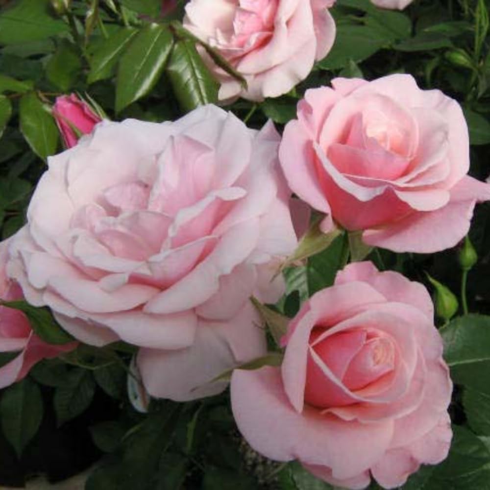 Rose Plant Live, Hybrid Tea Rose Bush Live Plant, 5-9 Inch Tall, Fragrant Flowers Shrub Ready to Plant Outdoor, No Pot, Well-Rooted (Pink Rose)
