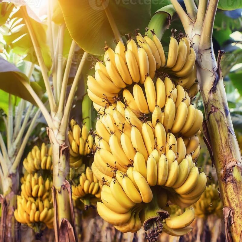 Mixed Banana Plant Live, 4-6" Tall Well-Rooted for Indoor Tropical Displays, Cold Hardy Banana Fruit Tree