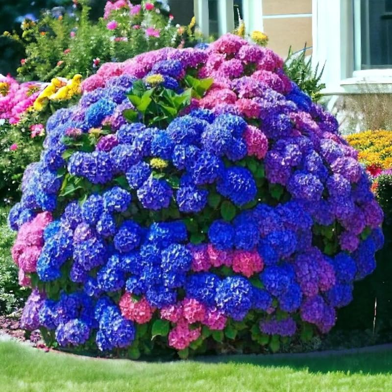 Hydrangea Plant Live, Reblooming Hydrangea Flowers Well-Rooted, Hardy Bush Shrub, 5-9" Tall, Vibrant Shades (Multicolor)