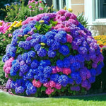 Reblooming Hydrangea Flowers, Hardy Hydrangea Plant Live Bush Shrub, 5-8" Tall Well-Rooted for Garden, Change Colors (Multicolor)