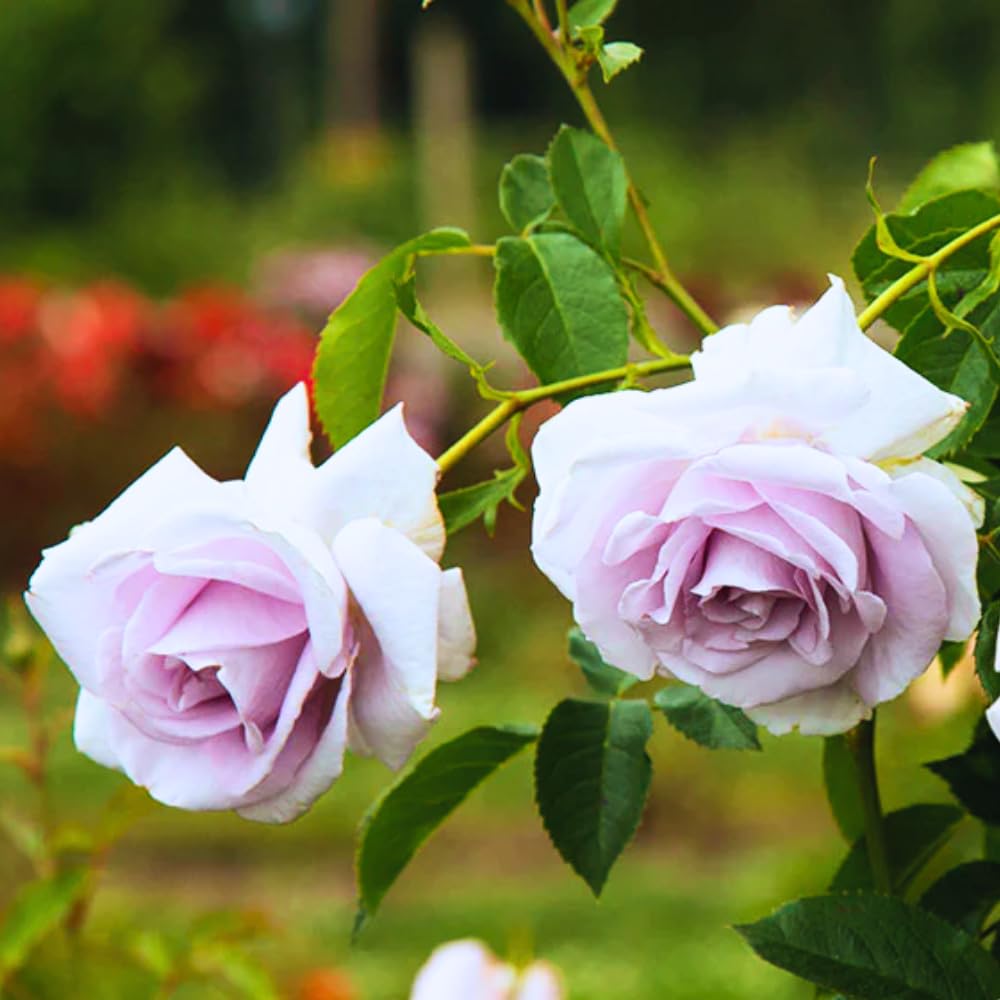 Rose Live Plant for Planting, Fragrant Rose Bush, 5-10” Tall, Ready to Grow Flowering Shrub for Outdoor Garden Beds and Containers (Purple Rose)