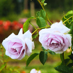 Rose Live Plant for Planting, Fragrant Hybrid Rose Bush, 5-10” Tall, Ready to Grow Flowering Shrub for Outdoor Garden, No Pot (Purple Rose)