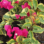 Sets 3 Climbing Bougainvillea Plants Live for Full Sun Trellis Tree, Shrub or Vine Bougainvillea Vibrant Bloom, Very Hardy, 5-9" Tall, Raspberry Ice Vivid Pink