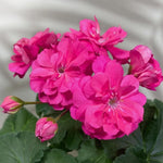 2 Pink Geranium Plants Live, Geranium Live Plants Flower Garden