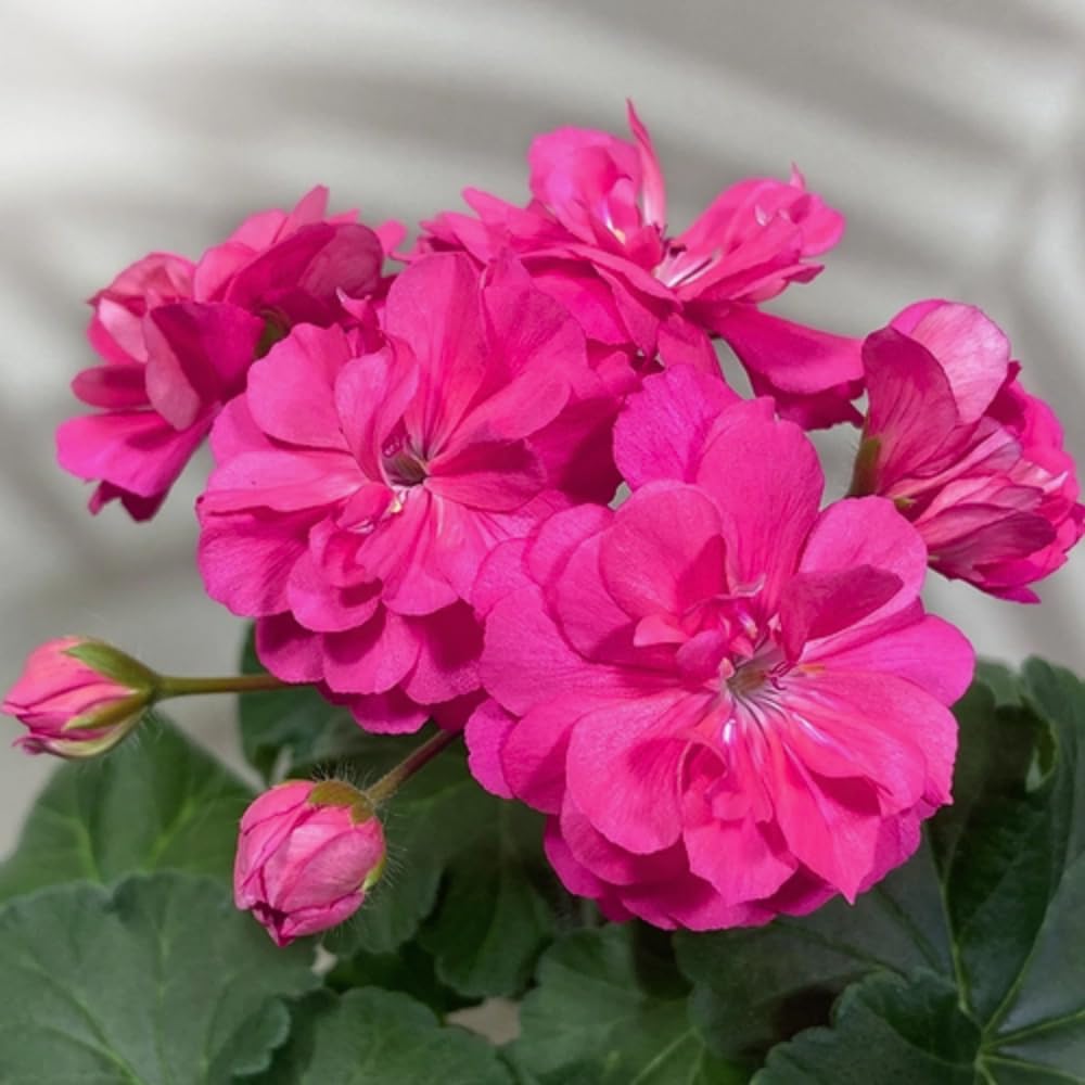 2 Pink Geranium Plants Live, Geranium Live Plants Flower Garden
