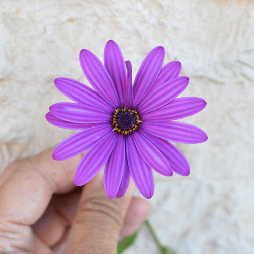 2 Mix Osteospermum African Daisy Plants, Perennial Daisy Flowers for Outdoor Planting 3-5 Inches (Purple)