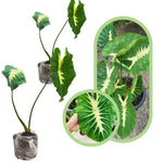 Colocasia Esculenta, Colocasia Live Plant, Elephant Ears Live Plant, Esculenta Taro Live Houseplant, 5-8 Inc Tall, No Pot (Rare Colocasia)