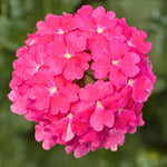 Set of 2 Pink Verbena Plant Live, Perennial Verbena Flowers, Pink Flower Plant, 5-7 Inches Tall for Outdoor Gardening