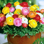 25 Ranunculus Bulbs for Spring Planting, Perennial Flowers Bulbs for Gardens, Vibrant Peony Buttercup Corms for Outdoor Borders (Mix Ranunculus)