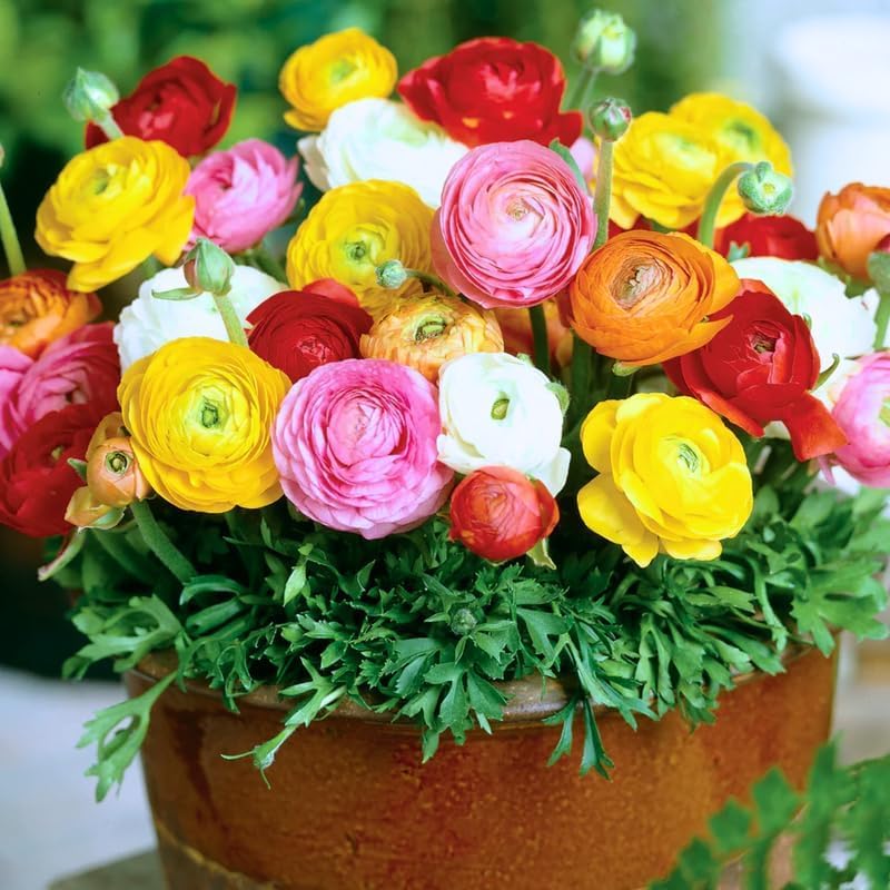 Pack of 30 Ranunculus Flowers Bulbs for Spring Planting, Ranunculus Bulbs for Planting, Spring Blooms Vibrant Perennial Bulbs for Garden Borders (Mixed)