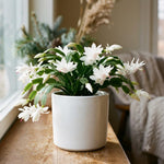 2 White Christmas Cactus Live Plants, Easy Care Houseplant, 4-7'' Tall