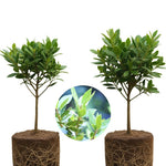 Laurus Nobilis Bay Laurel Tree Live Plant, 5 to 7 Inches Long, Sweet Bay Leaf Plant Live for Gardening