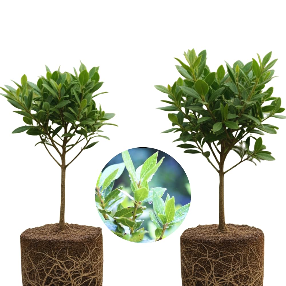 Laurus Nobilis Bay Laurel Tree Live Plant, 5 to 7 Inches Long, Sweet Bay Leaf Plant Live for Gardening