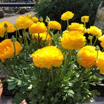 Pack of 30 Ranunculus Bulbs for Spring Planting, Ranunculus Bulbs for Planting, Spring Blooms Vibrant Perennial Bulbs for Garden Borders (Yellow Ranunculus)