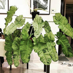 Variegated Philodendron Plant Live, Rare Tropical Variegated Live Indoor Houseplant, Starter Plants No Pot, 5-9" in Tall