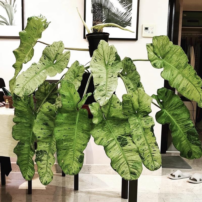 Variegated Philodendron Plant Live, Rare Tropical Variegated Live Indoor Houseplant, Starter Plants No Pot, 5-9" in Tall