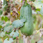 Luffa Live Plants 4'' Pot, 2 Plants per Pot, Well Rooted Luffa Gourd, Loofah Plant for Growing Indoor Outdoor